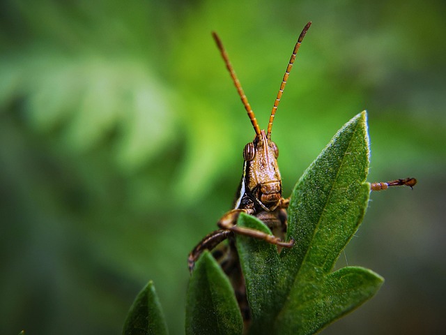 Pest Control