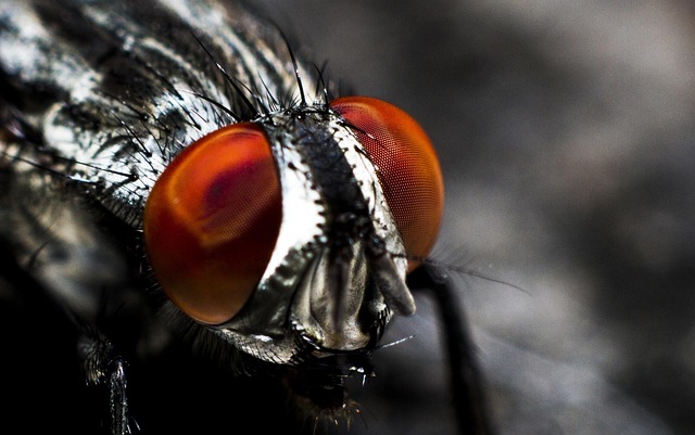pest-control-640x480-68845945.jpeg