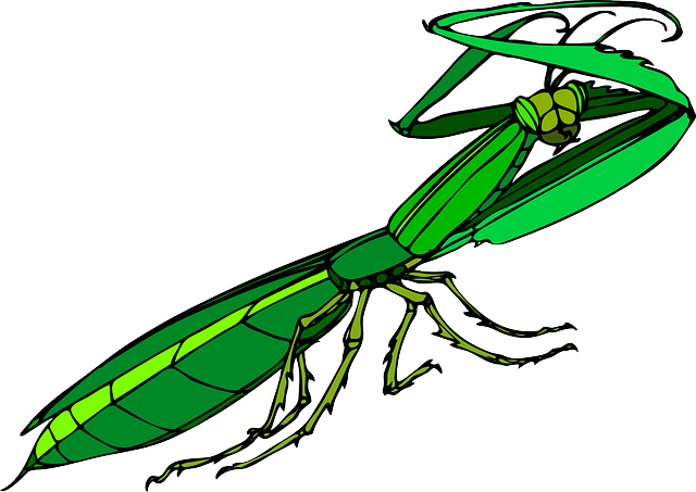 pest-control-640x480-72468960.png