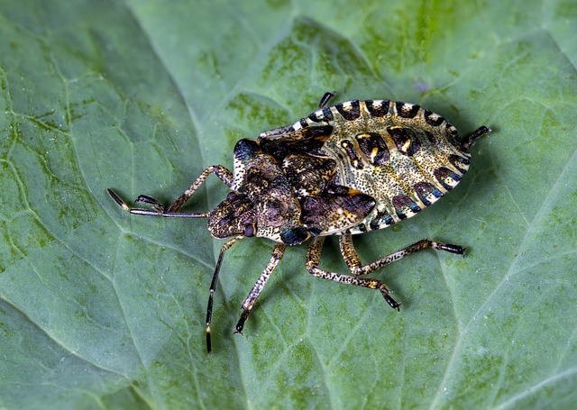 Pest Control