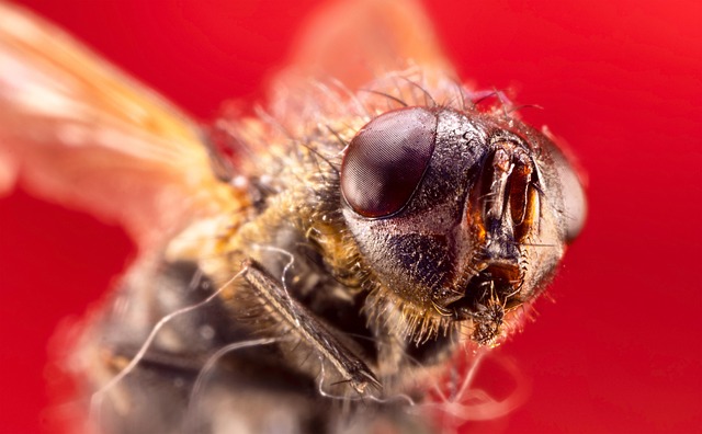 pest-control-640x480-73183050.jpeg