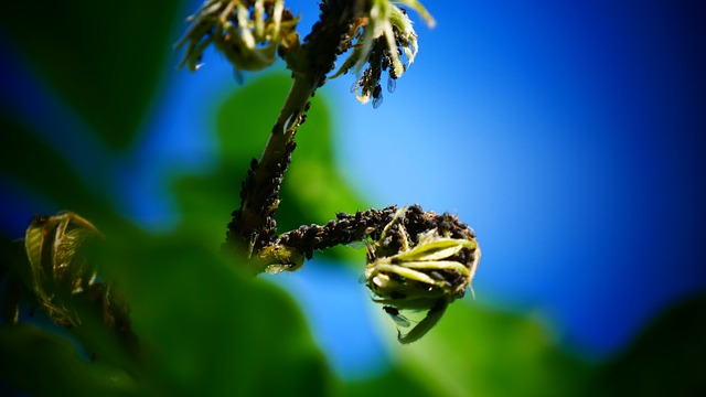 pest-control-640x480-75393081.jpeg