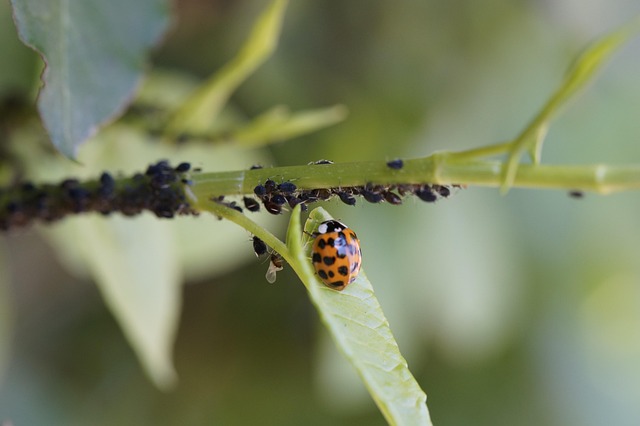 Pest Control