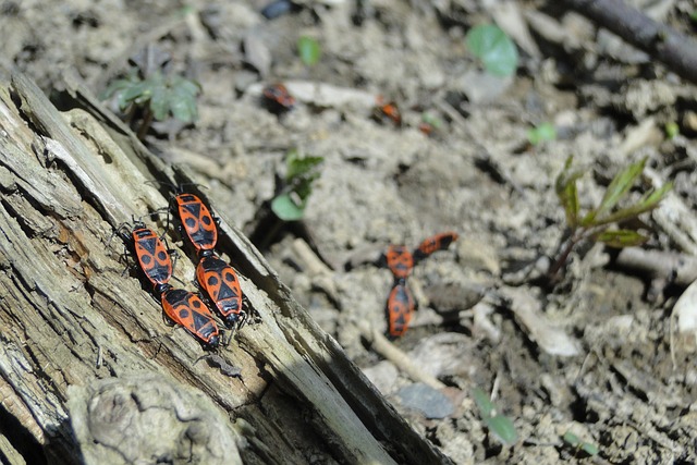 Pest Control