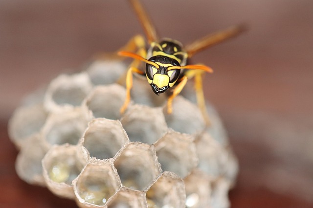 pest-control-640x480-77581288.jpeg