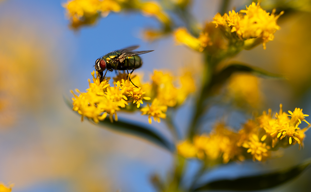 pest-control-640x480-77800749.png