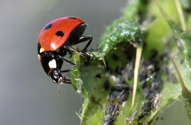 Pest Control