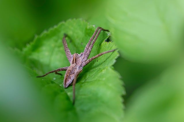 Pest Control