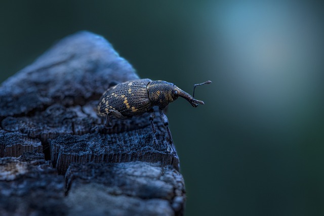 pest-control-640x480-79035610.jpeg