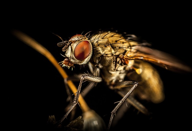 Pest Control