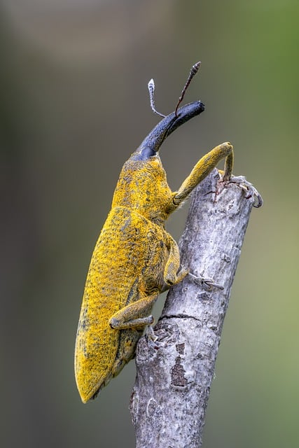 pest-control-640x480-80759169.jpeg