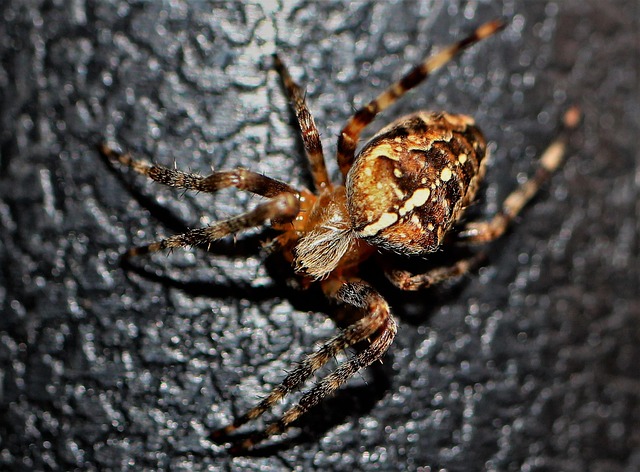 pest-control-640x480-80959746.jpeg