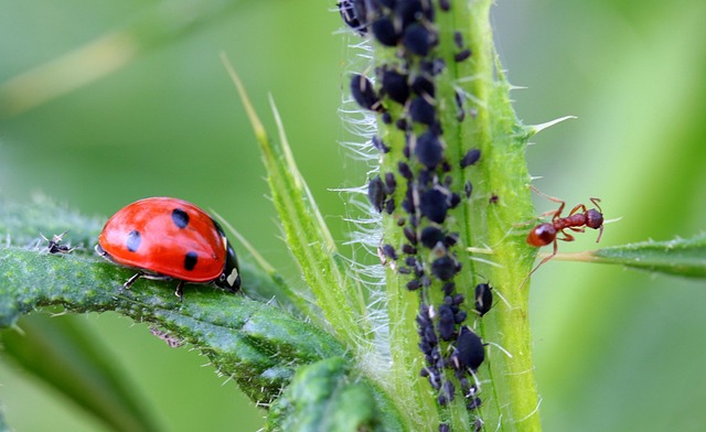 Pest Control