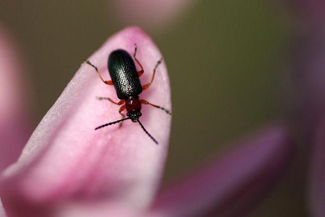 Pest Control