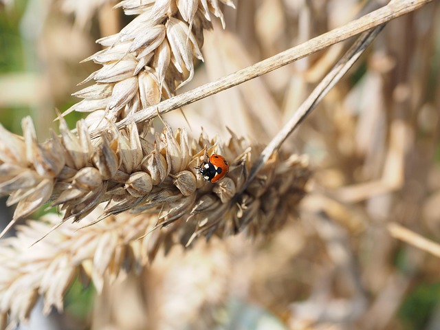 pest-control-640x480-83627928.jpeg