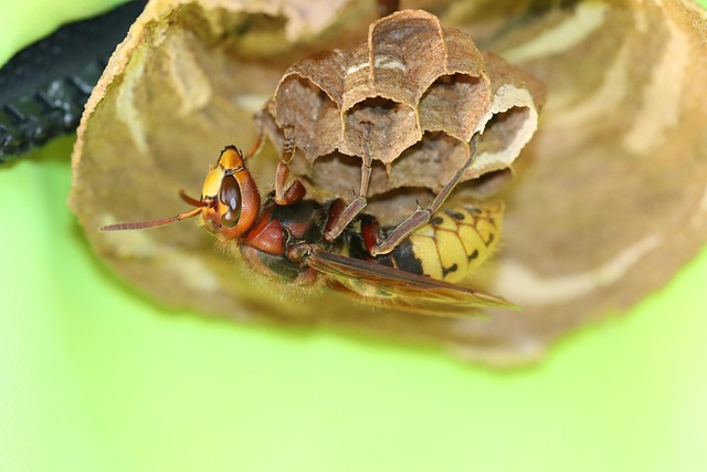 Pest Control