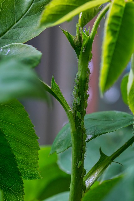 pest-control-640x480-84592798.jpeg