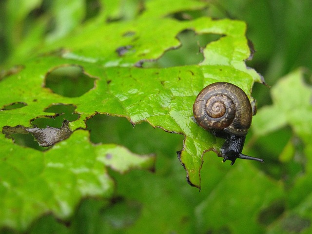 pest-control-640x480-84913671.jpeg