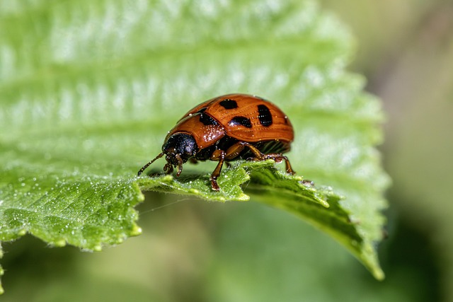 pest-control-640x480-85679295.jpeg