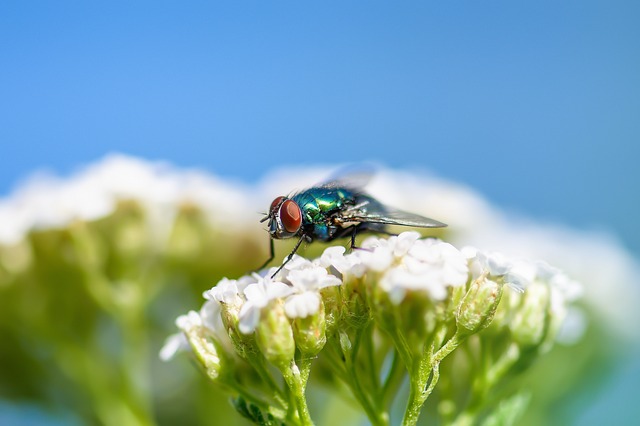 pest-control-640x480-87733398.jpeg