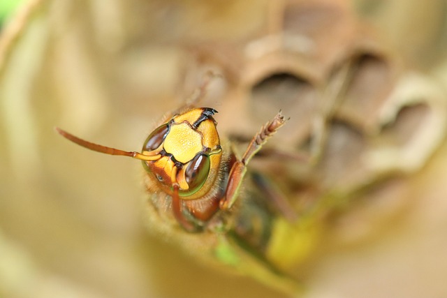 Pest Control