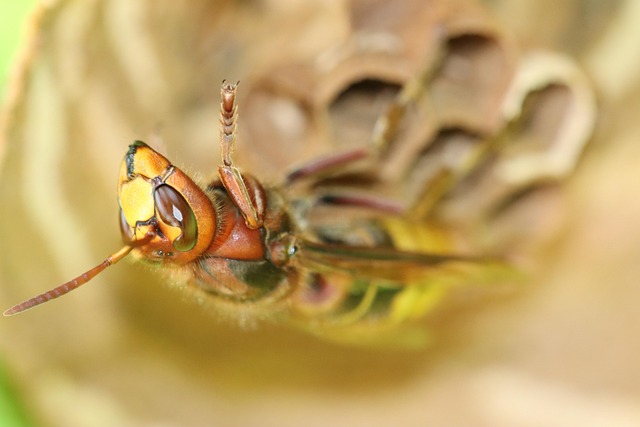 Pest Control