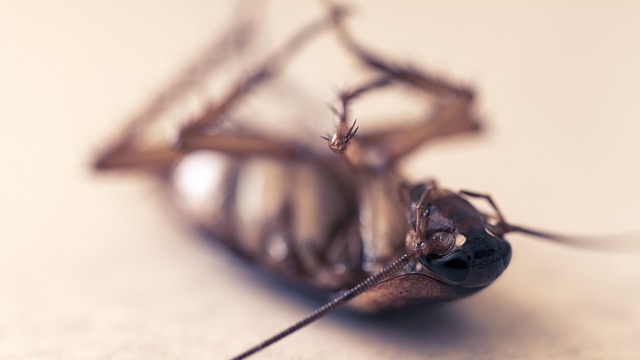 Pest Control