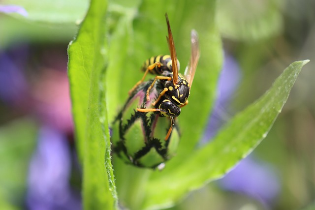 Pest Control