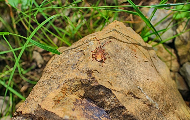 pest-control-640x480-96286891.jpeg
