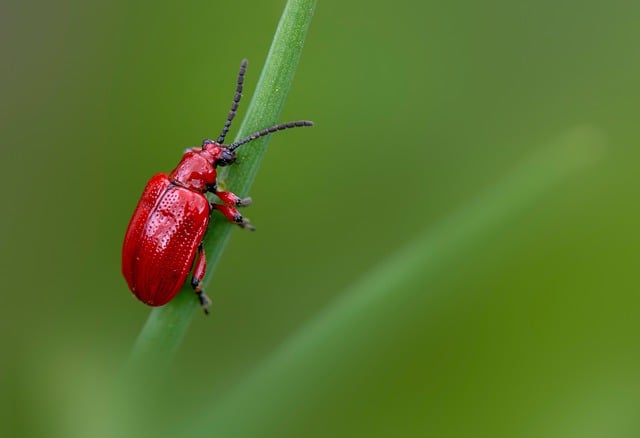 pest-control-640x480-96352860.jpeg
