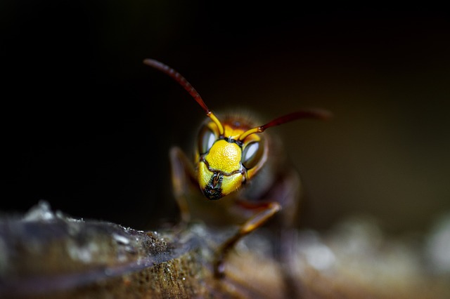 Pest Control