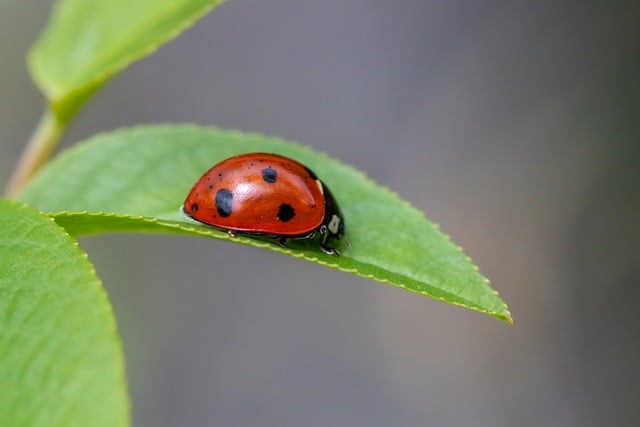 Pest Control