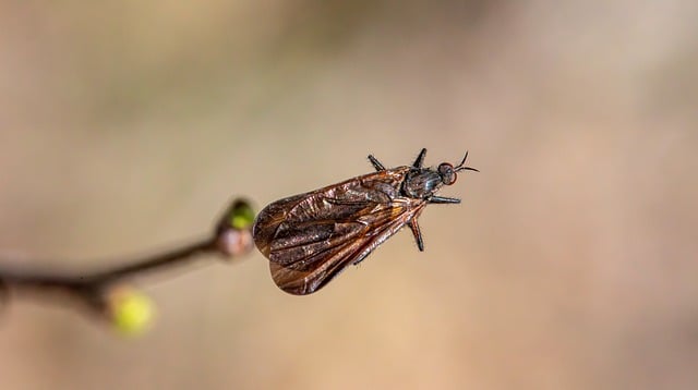pest-control-640x480-98156736.jpeg