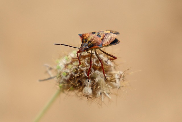 Pest Control
