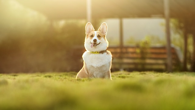 pet-insurance-640x480-10994101.jpeg
