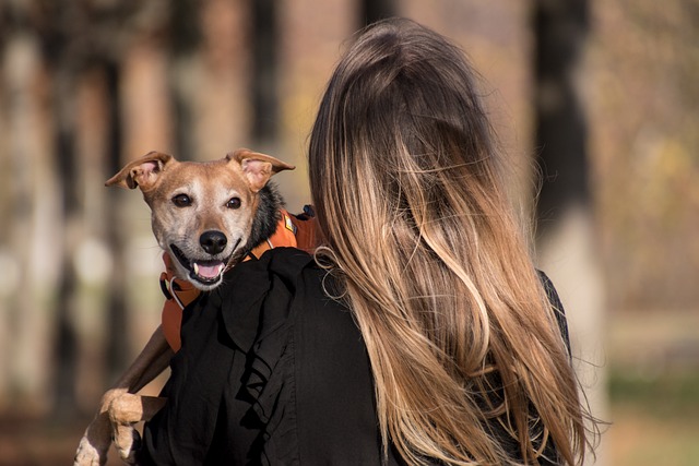 pet-insurance-640x480-14384072.jpeg