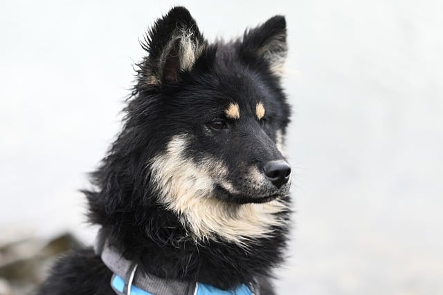 Pet Insurance