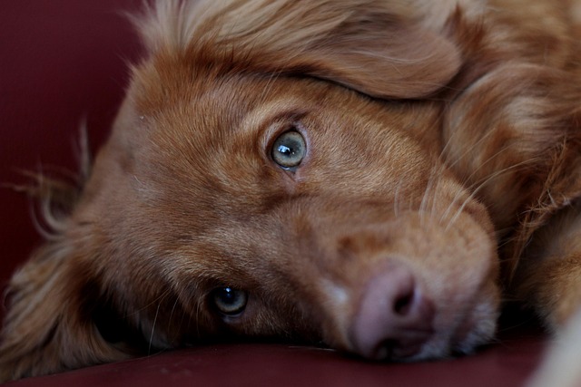 pet-insurance-640x480-41607842.jpeg