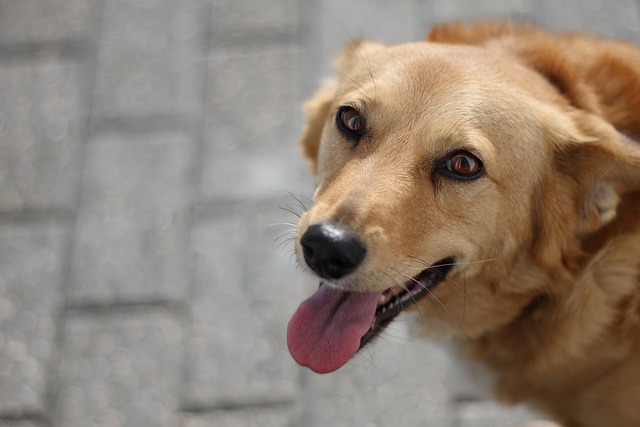 Pet Insurance