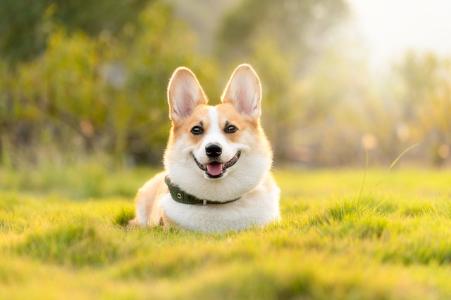 pet-insurance-640x480-85249497.jpeg