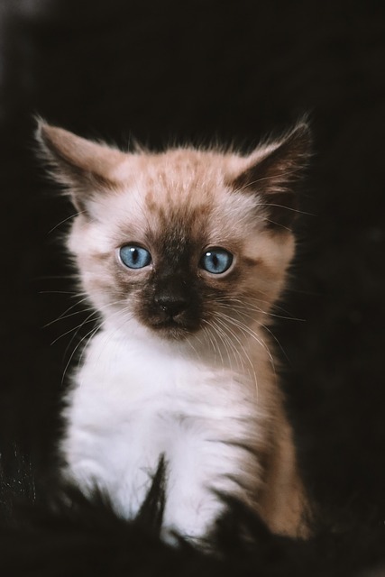 pet-insurance-640x480-8998710.jpeg