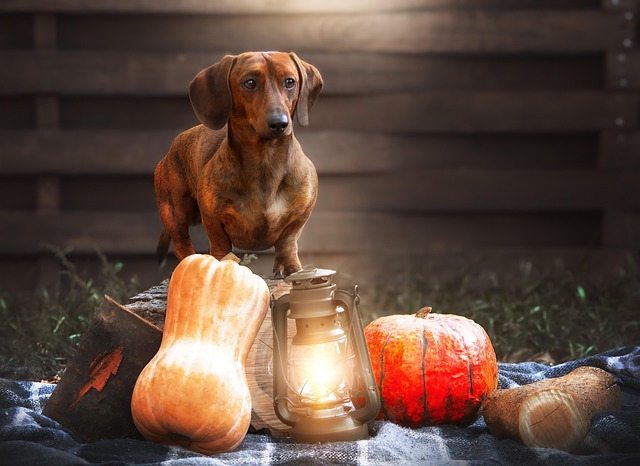 Pet Insurance