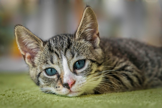 Pet Insurance