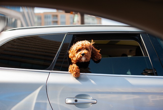 Vehicle Insurance