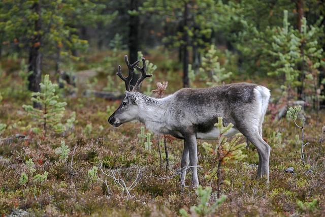 Wildlife Control