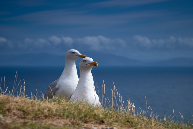 wildlife-control-640x480-15512242.jpeg
