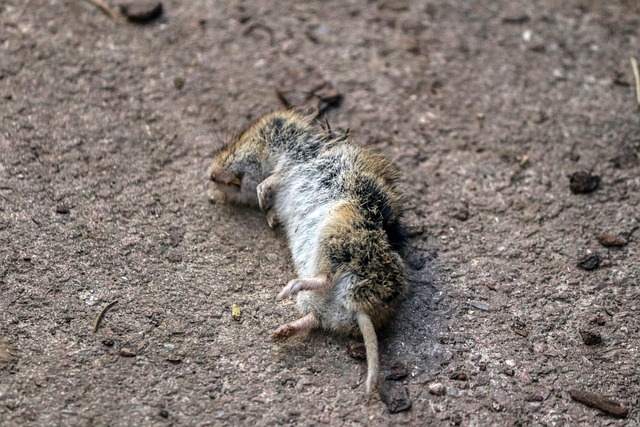 wildlife-control-640x480-19165414.jpeg