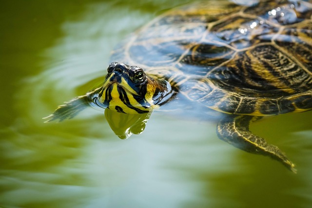 wildlife-control-640x480-20674212.jpeg