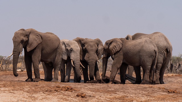 wildlife-control-640x480-20979660.jpeg