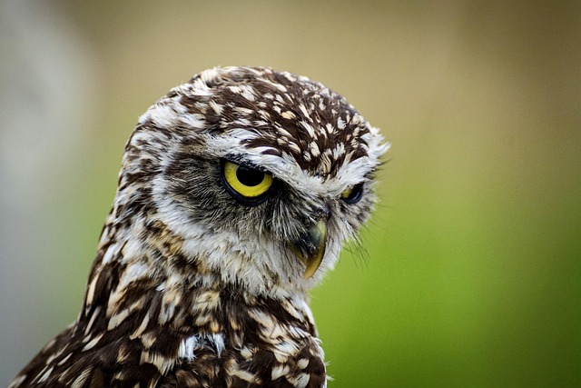 Wildlife Control